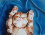 Haut les pattes - mes animaux rigolos