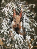Bientôt le printemps - mes animaux rigolos