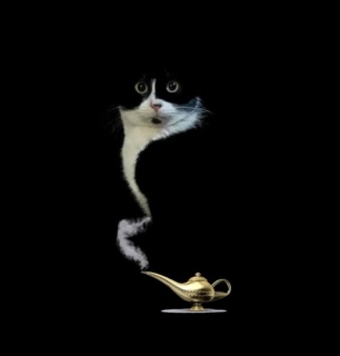 Le chat d’Aladin - regarder autrement...